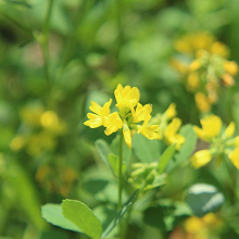 Kozieradka – naturalny składnik Diabexil wspierający prawidłowy poziom cukru